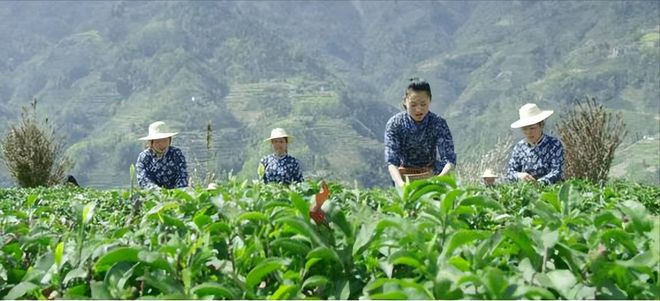 平利县富硒茶绞股蓝茶