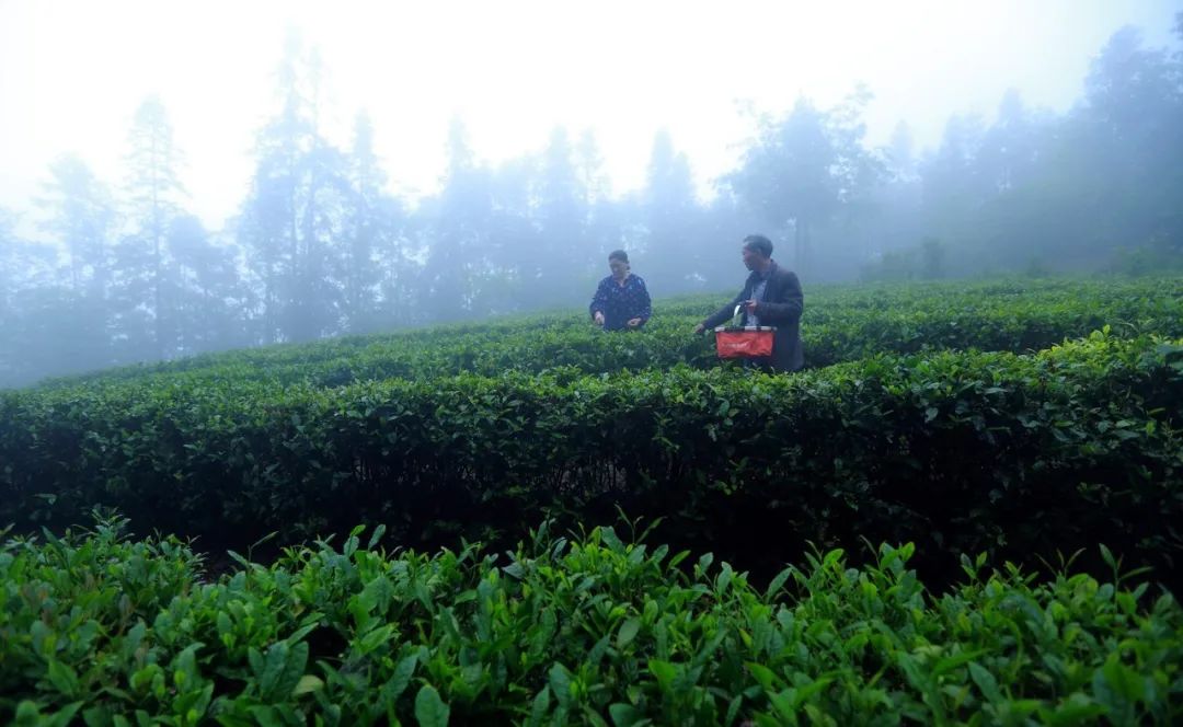 巴东的富硒茶是什么茶