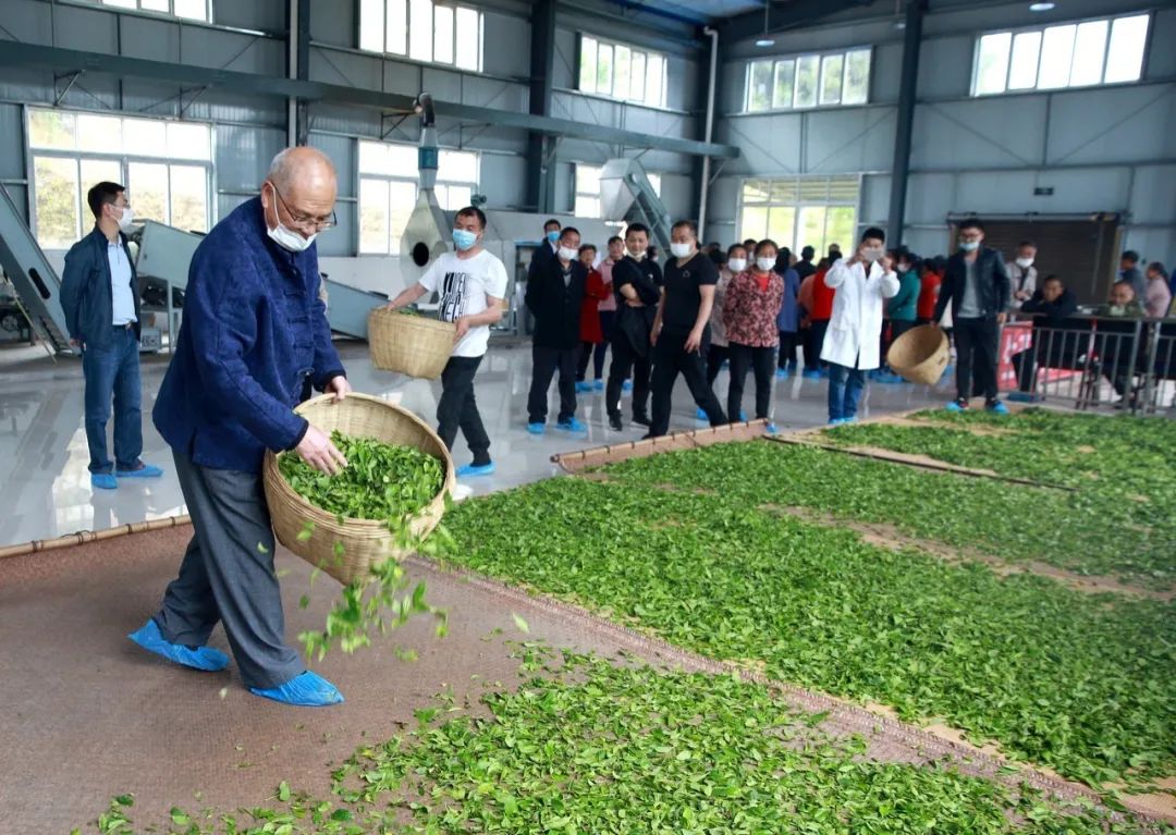 巴东的富硒茶是什么茶