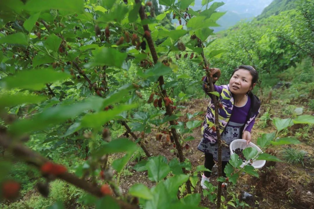 巴东的富硒茶是什么茶