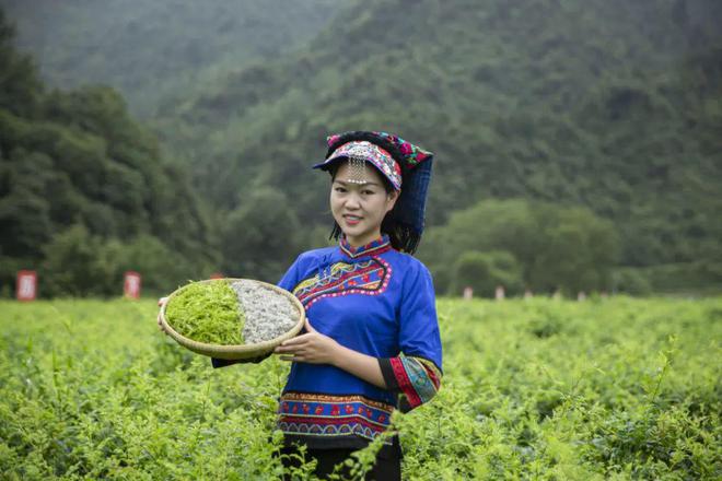 长寿富硒的茶是什么茶