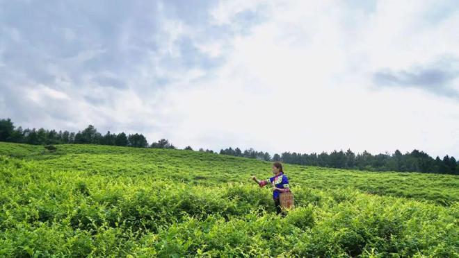 长寿富硒的茶是什么茶