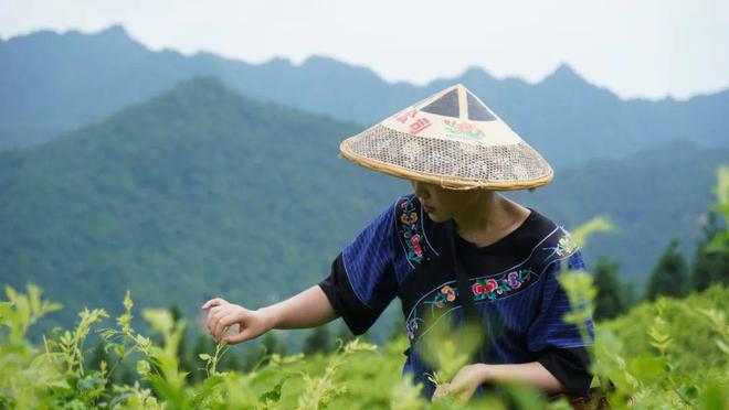 长寿富硒的茶是什么茶