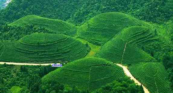 贵州四大名茶是什么-贵州四大名茶是什么茶