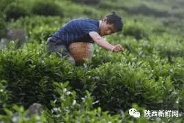 秦巴山富硒茶是什么茶