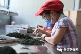 秦巴山富硒茶是什么茶