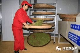 秦巴山富硒茶是什么茶