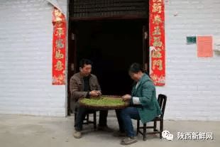 秦巴山富硒茶是什么茶