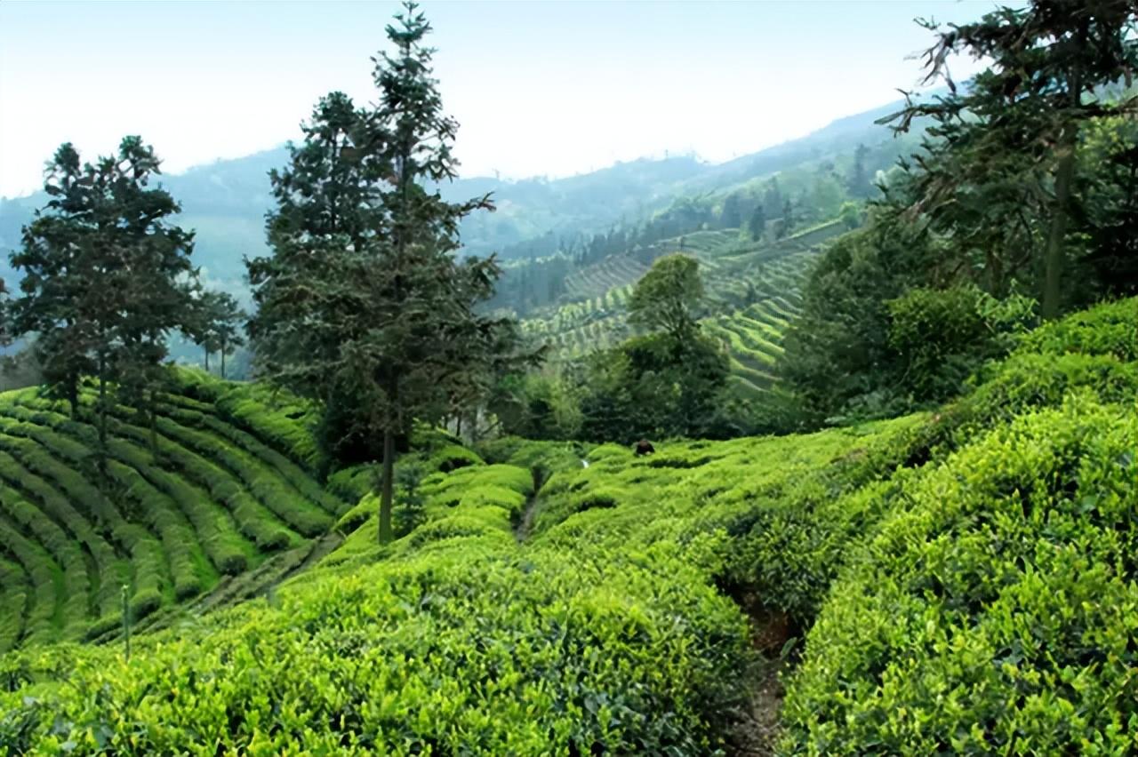 高山绿茶富硒茶啥意思