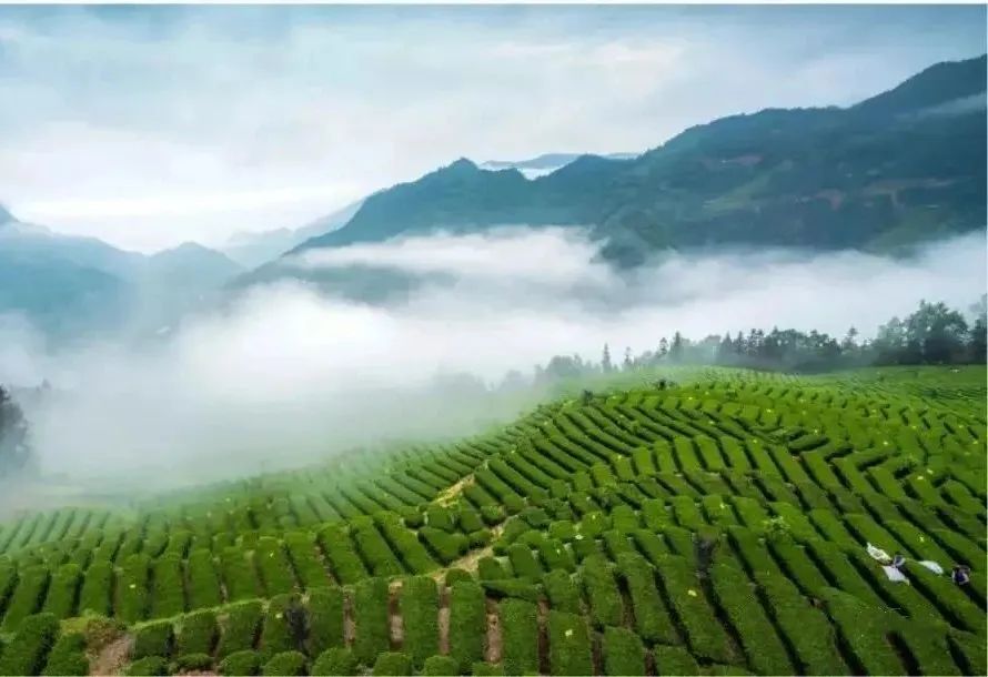 恩施富硒藤茶饮用方法