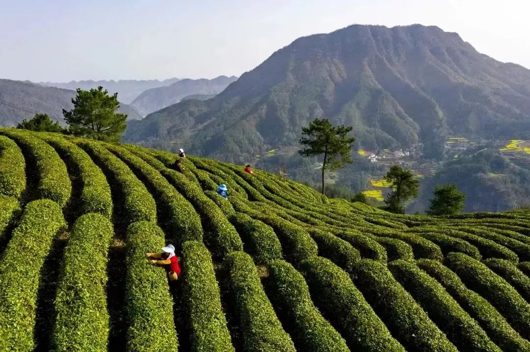 紫阳富硒茶观光园照片