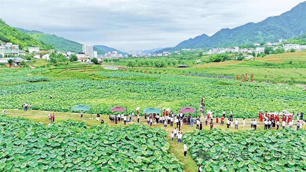 峰富硒茶种植示范基地