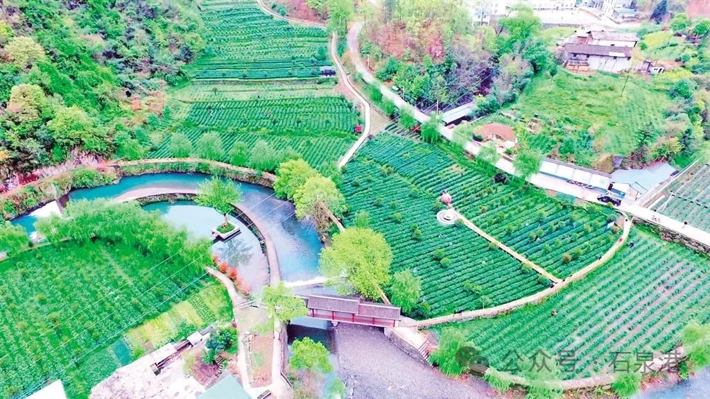 峰富硒茶种植示范基地