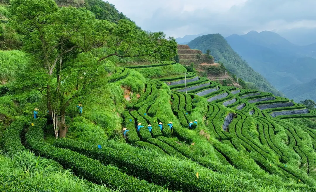 峰富硒茶种植示范基地