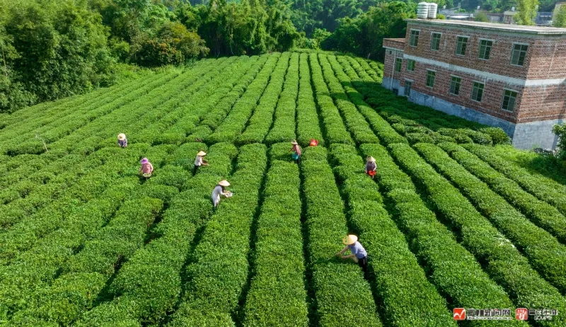 峰富硒茶种植示范基地