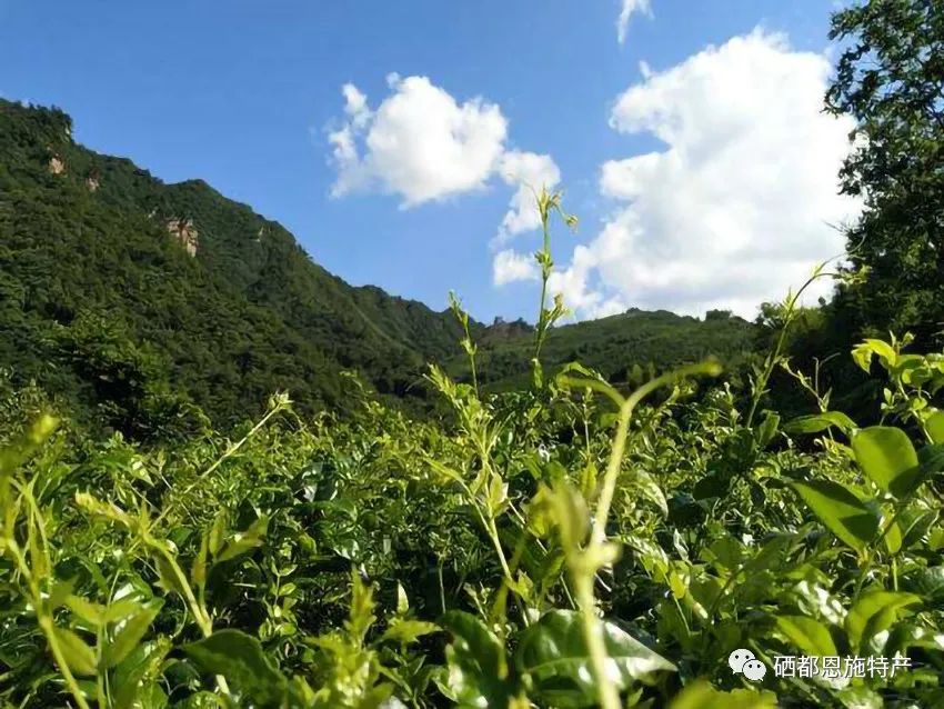 恩施富硒藤茶饮用方法