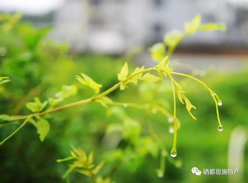 恩施富硒藤茶饮用方法