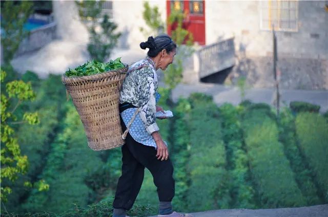 恩施富硒藤茶饮用方法