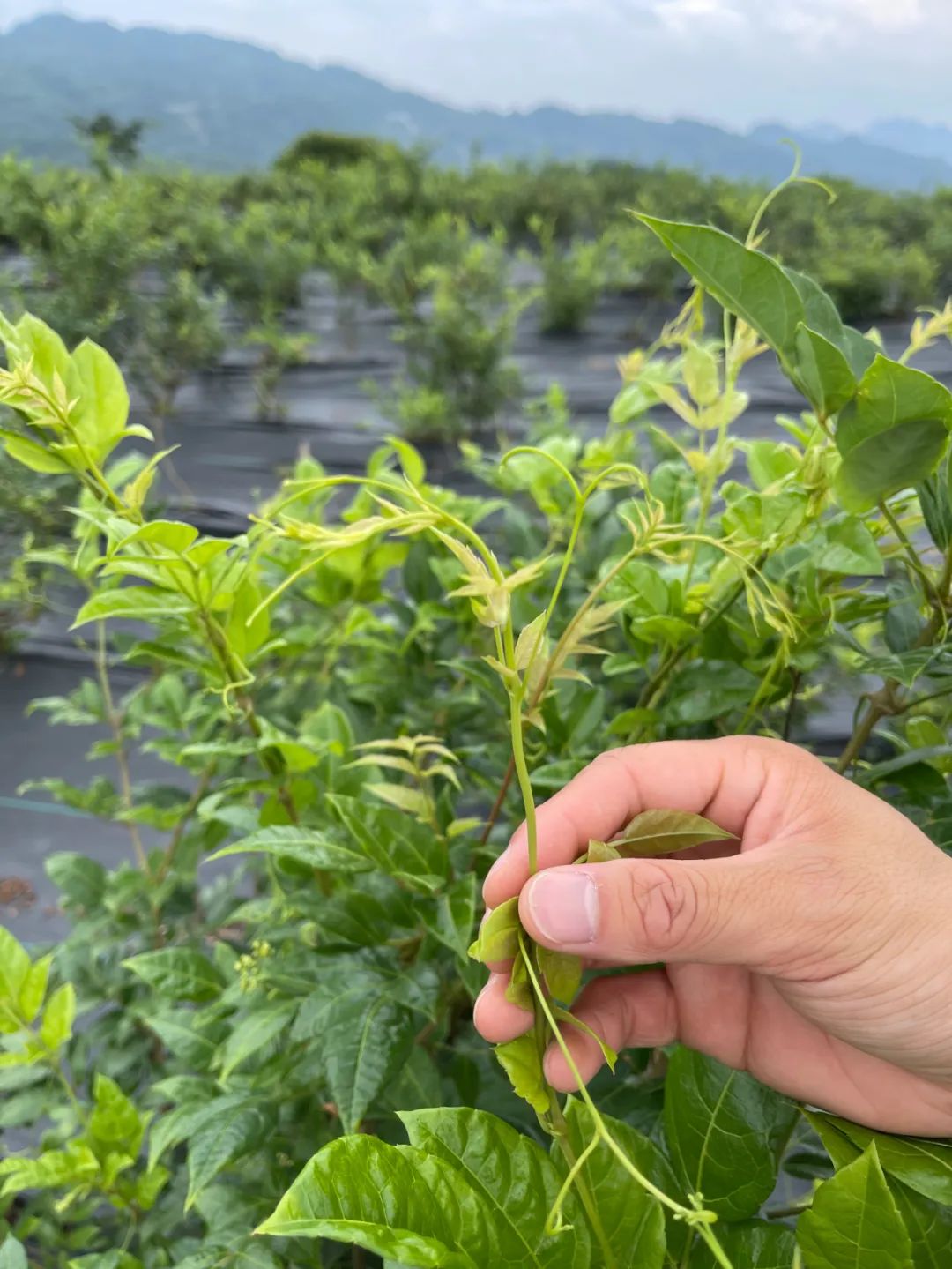 恩施富硒藤茶饮用方法