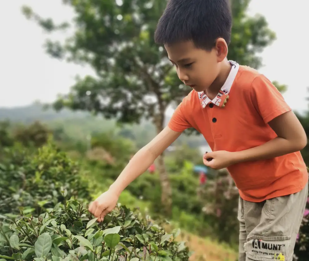 关于富硒茶的实践活动