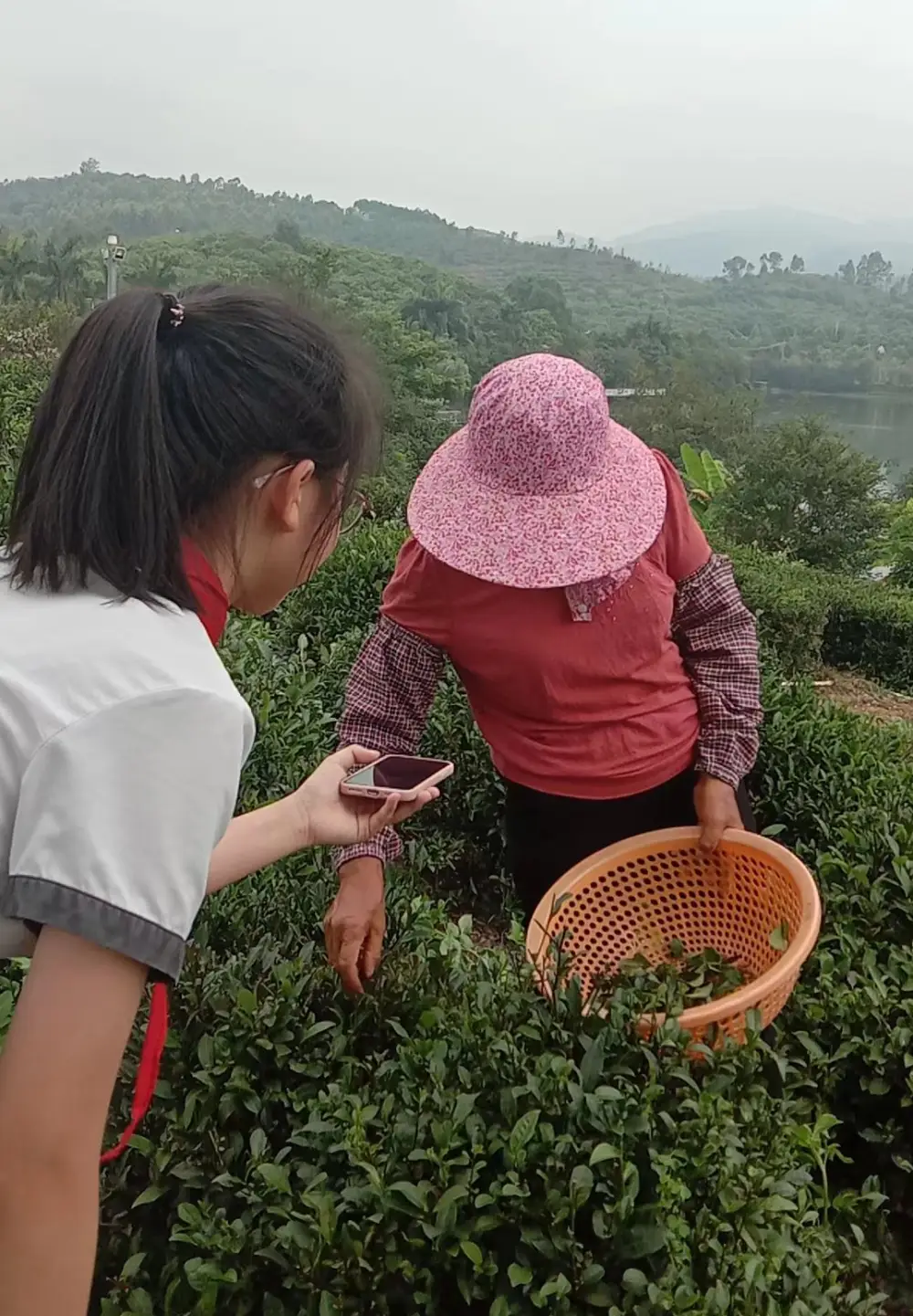 关于富硒茶的实践活动