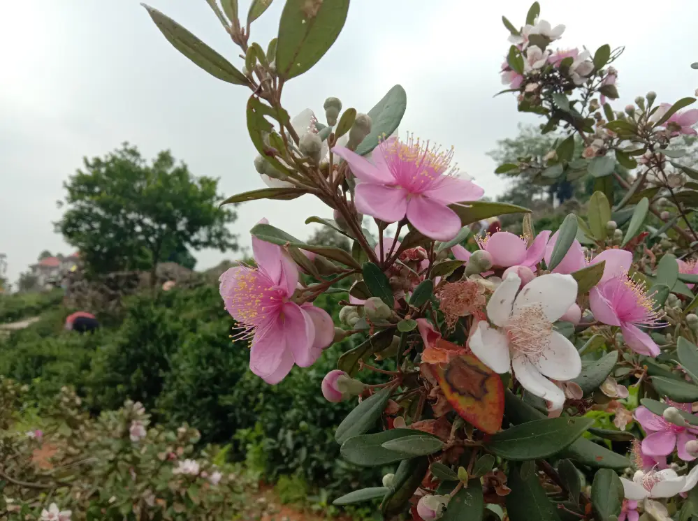 关于富硒茶的实践活动