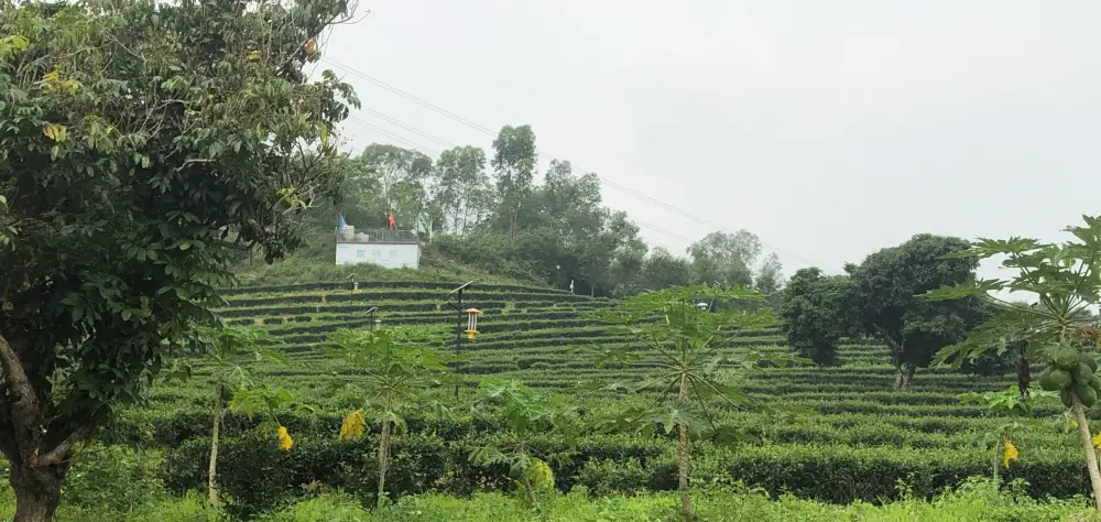 关于富硒茶的实践活动