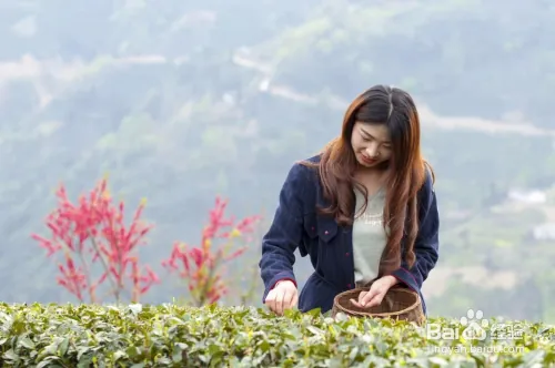 紫阳富硒茶毛尖的功效及冲泡方法