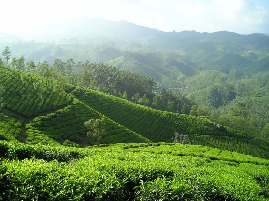 最好的紫阳富硒茶产地