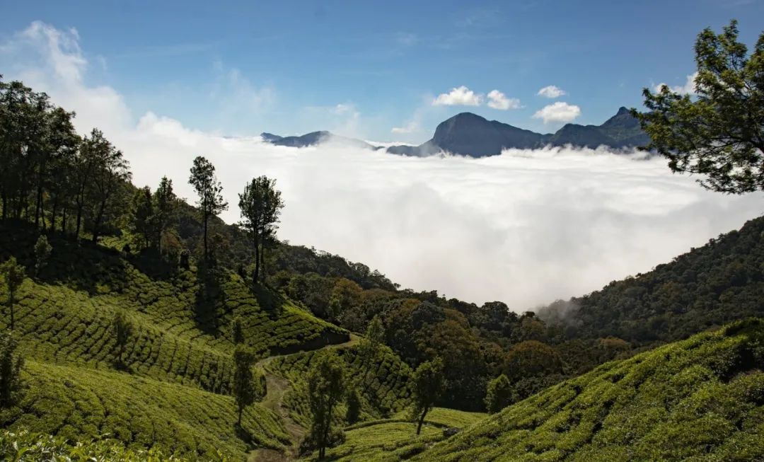 最好的紫阳富硒茶产地