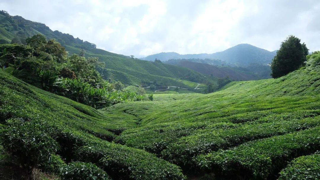 最好的紫阳富硒茶产地