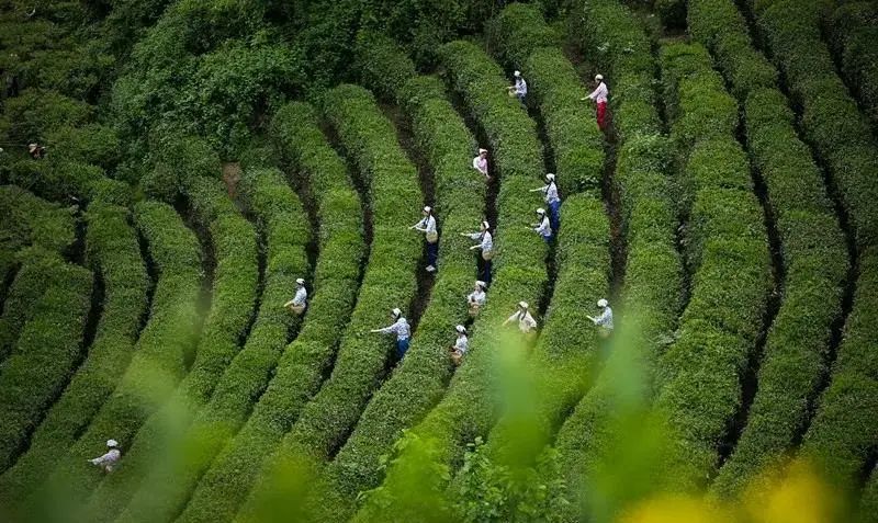 最好的紫阳富硒茶产地