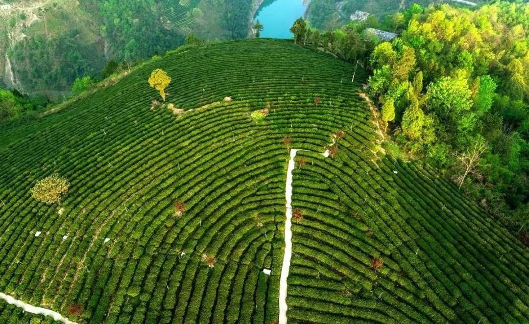 最好的紫阳富硒茶产地