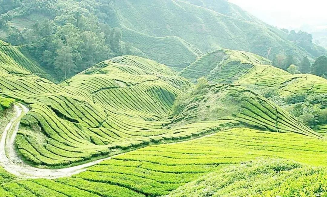 最好的紫阳富硒茶产地