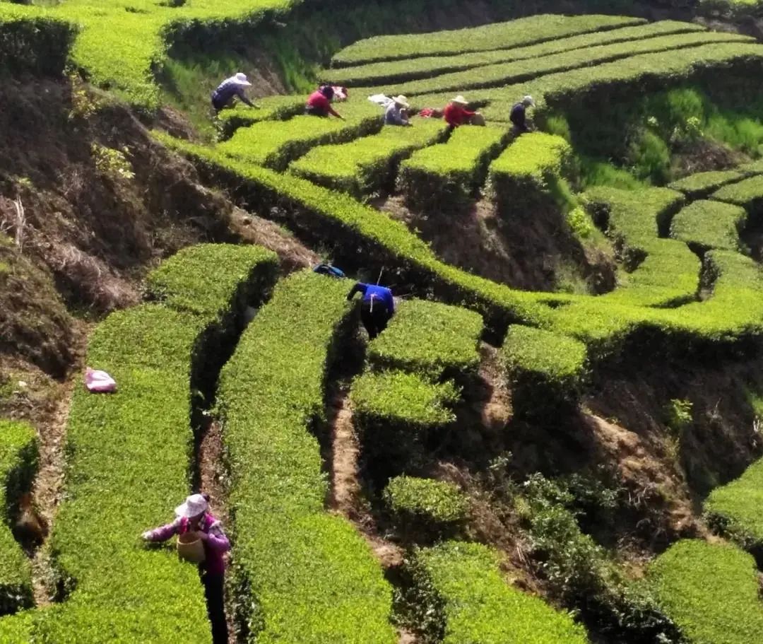 最好的紫阳富硒茶产地