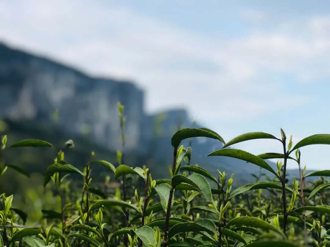 恩施富硒玉露茶的功效