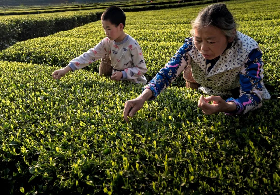 恩施富硒玉露茶的功效