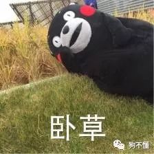 狗微量元素怎么补