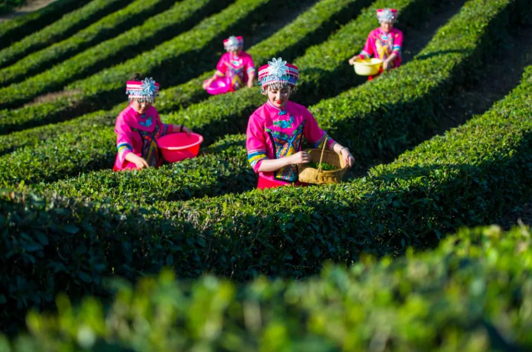 恩施富硒玉露茶的功效