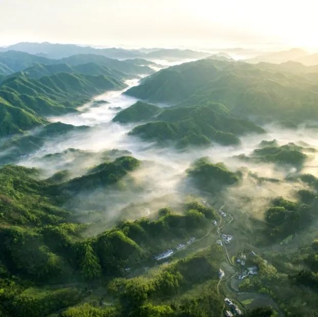 安徽有名的恩施富硒茶