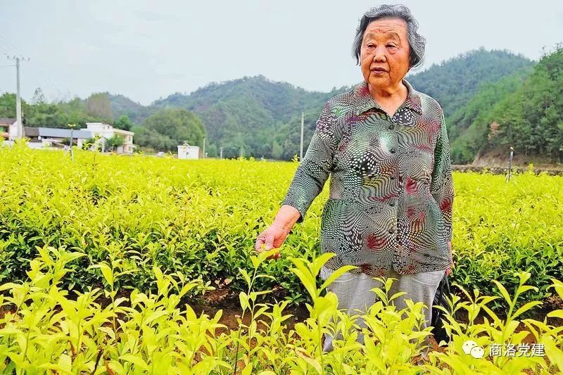 陕西富硒茶产地在哪里