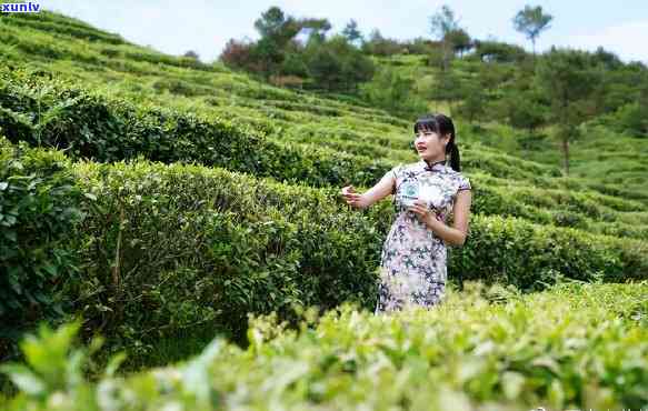 平利县女娲茗茶，探索平利县女娲茗茶：优质茶叶的生产与销售