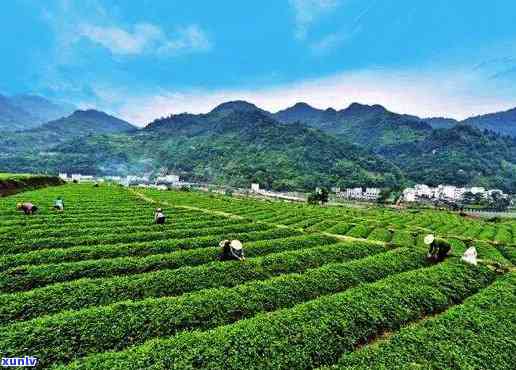 平利县女娲茗茶，探索平利县女娲茗茶：优质茶叶的生产与销售