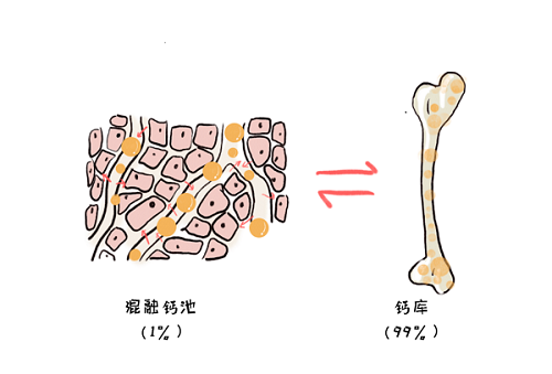 17岁补钙哪种效果好