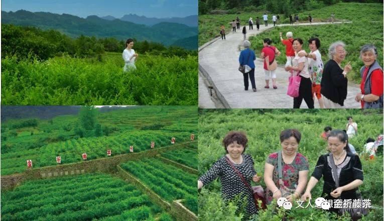 天气凉了喝点富硒藤茶