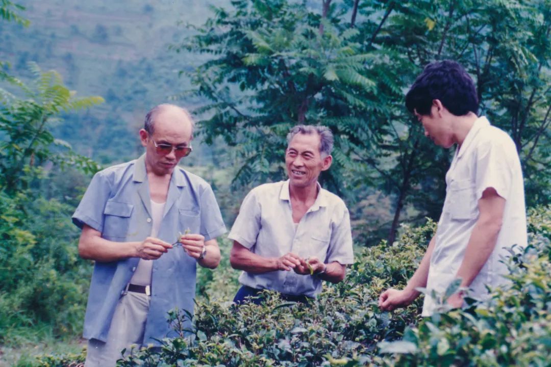 汉中炒青茶是不是富硒