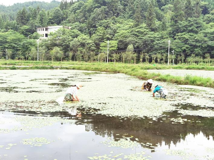 醇厚的恩施富硒茶价格