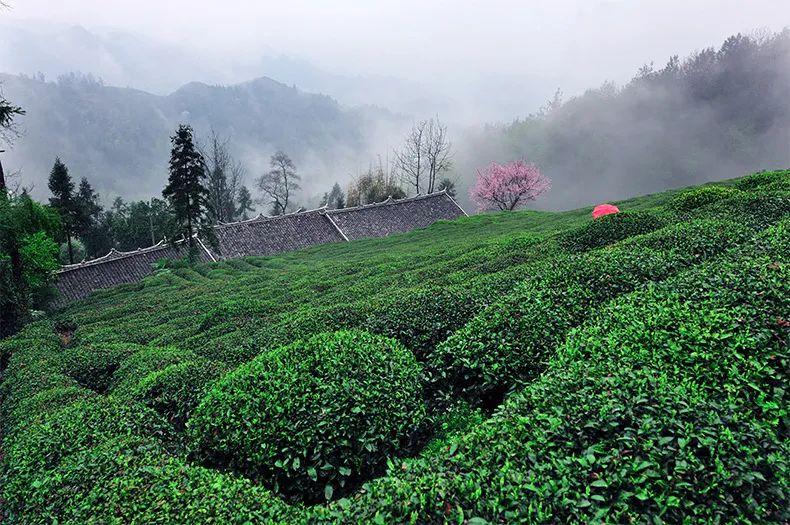 醇厚的恩施富硒茶价格