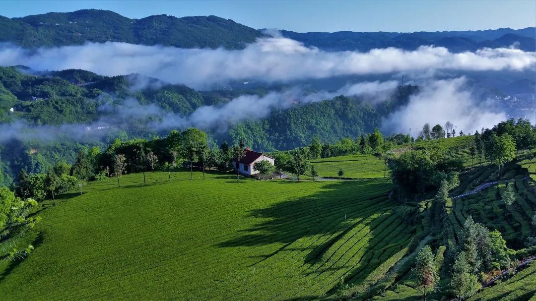 醇厚的恩施富硒茶价格