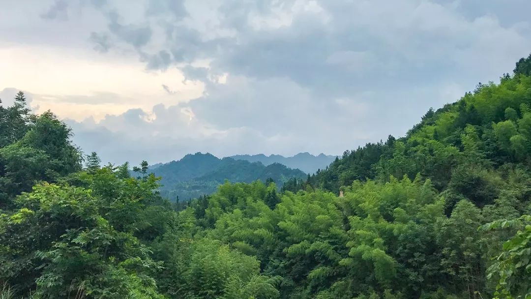 醇厚的恩施富硒茶价格